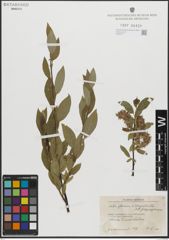 Foto von Salix glauca L. x Salix myrsinites L.